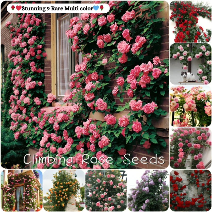 AI elegant climbing rose flower seeds pack 2(100 seeds)