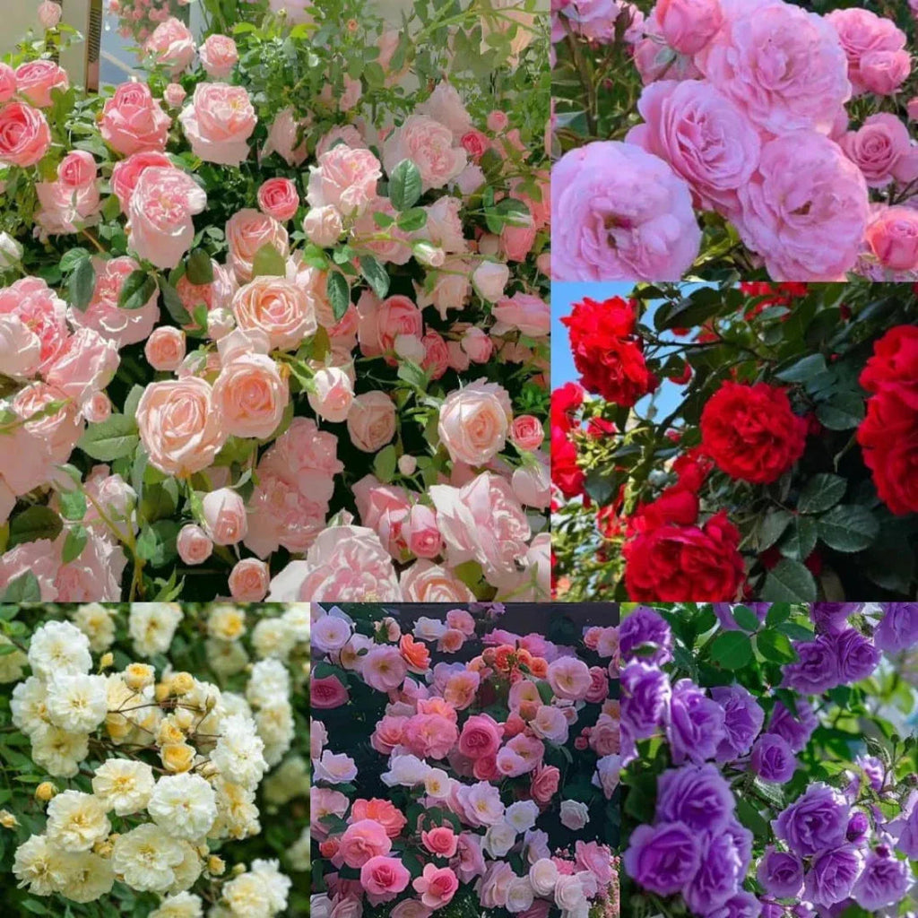 AI elegant climbing rose flower seeds pack 2(100 seeds)