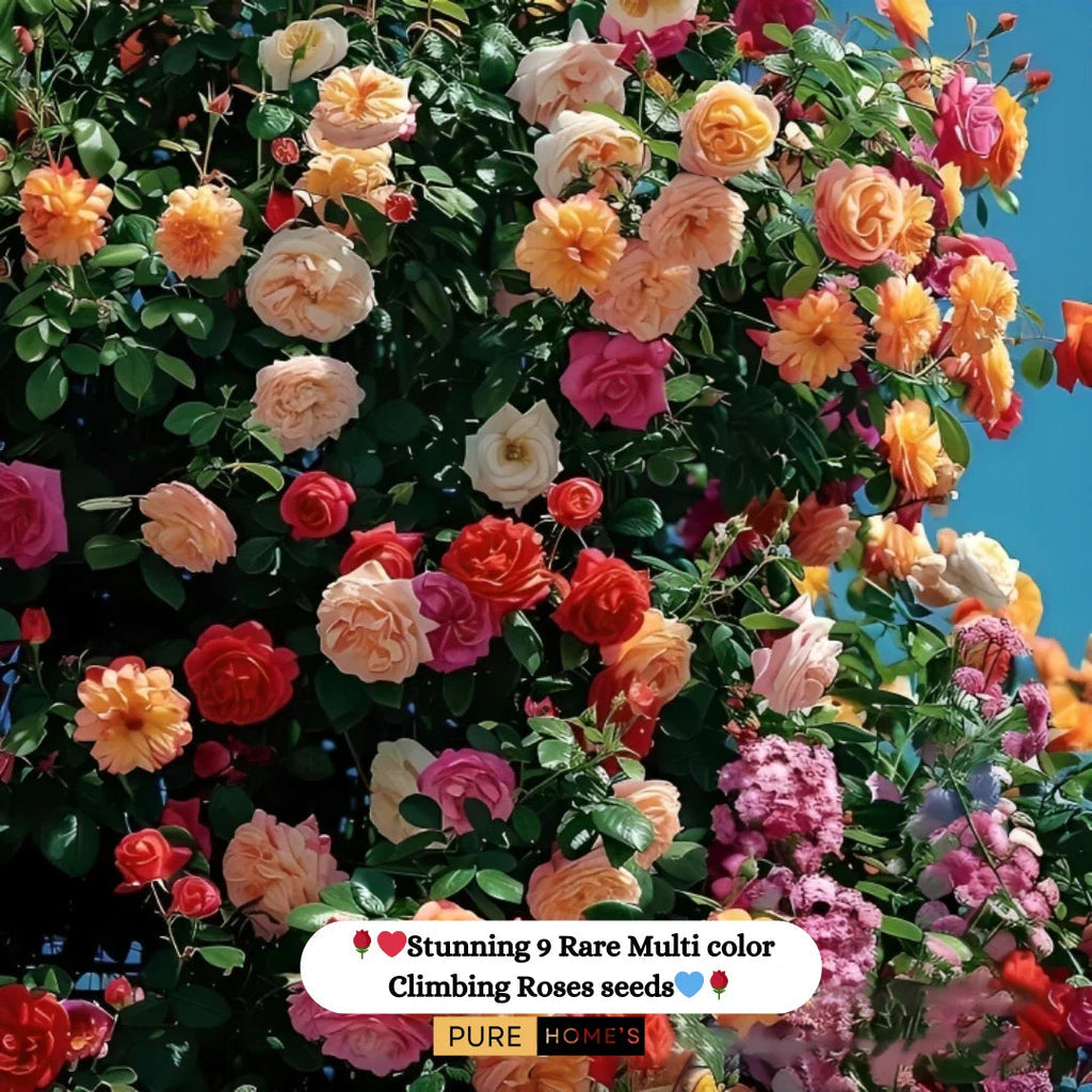 AI elegant climbing rose flower seeds pack 2(100 seeds)
