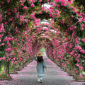 AI elegant climbing rose flower seeds pack 2(100 seeds)